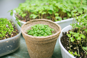 broccoli microgreen shoots in organic container