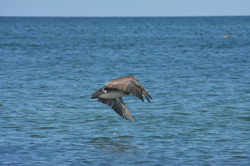 Pelican flying above the water in St. Petersburg, Florida.