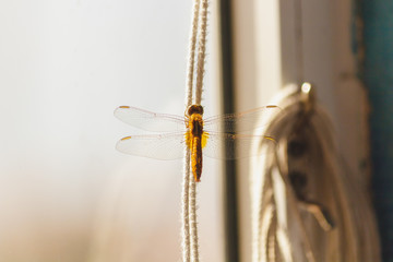 Golden Orange yellow Dragonfly, wings open, Lagos Portugal