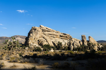 Rock formations and trees at Joshua Tree National Park.