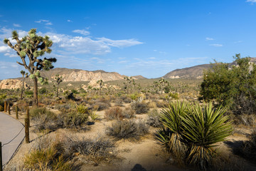 Joshua Trees and other desert flora grow in the desert of Joshua Tree National Park in Twentynine...