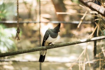 A gray bird with a tuft on the tree.