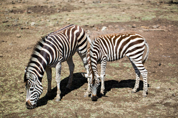 Fototapeta na wymiar A herd of zebras in the wild. Mauritius.