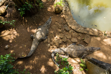 crocodiles