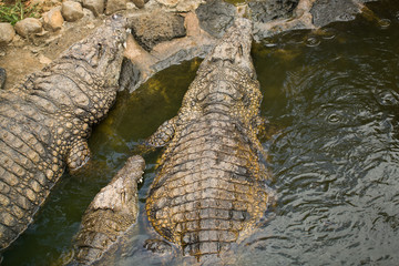 Crocodiles In A Crocodiles Farm ,Thailand