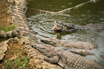 crocodile farm, crocodiles being fed chicken tied to a rope