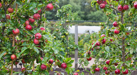 Red apple variety on the fruiting tree - malus domestica "red devil" in the permaculture forest garden.