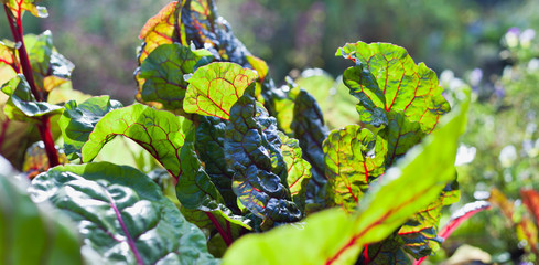 Beta Vulgaris - Purple beetroot leaves in the permaculture countryside vegetable garden during the sunny day.