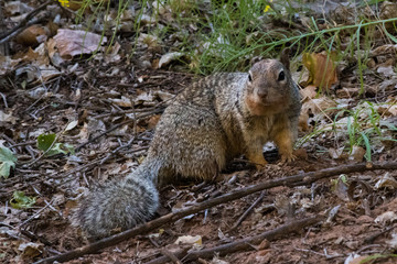 Naklejka na ściany i meble Squirrel on Yosemite National Park