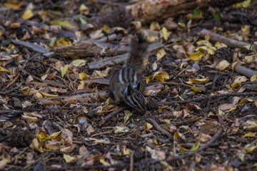 Squirrel on Yosemite National Park