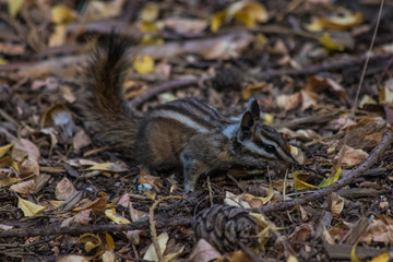 Squirrel on Yosemite National Park