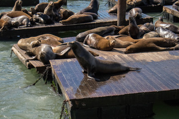Sea lion on the pier