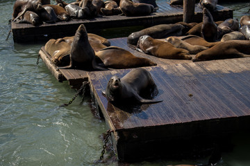 Sea lion on the pier