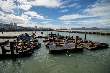 Sea lion on the pier