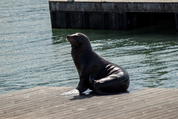 Sea lion on the pier