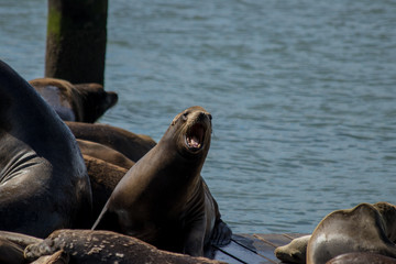 Sea lion on the pier
