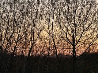 Evening sky with a golden glow seen through silhouetted bare trees