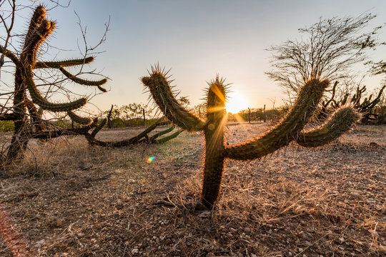 Landscape of the Caatinga in Brazil. Cactus at sunset