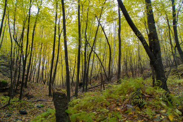 Birch Forest In Pennsylvania Bright Yellow Foliage