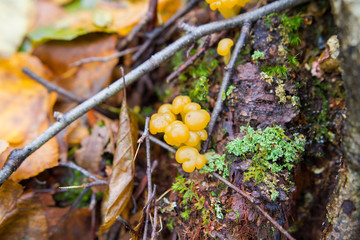 Jelly Fungus, Latin Name Ascotremella faginea, Growing In Pennsylvania Forest Late Autumn