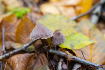 Unidentified Mushroom Sprouting Through Colorful Foliage In Forest