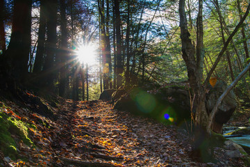Sunrays Flaring Through Trees In Forest, Illuminating Path Through Pennsylvania Woodland