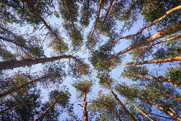 Straight trunks of tall pines under the blue sky