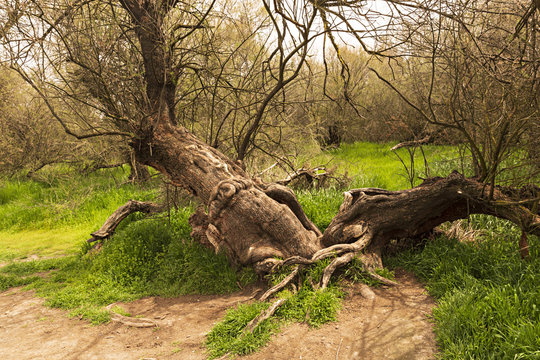&Aacute;rbol Taray en las Tablas de Daimiel, Ciudad Real.