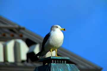 北海道、小樽の運河とレトロの倉庫の風景