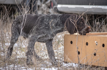 Portrait of puppy a German wirehaired pointer. Point on box with birds.