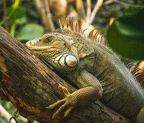 Big iguana on branch of the tree in Paris zoo
