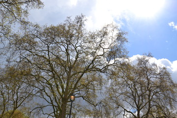 зеленеющие деревья в Сент Джеймском парке на фоне грозовых туч