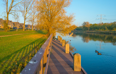 Ducks swimming in a river at sunset in autumn