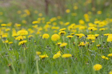 Fototapeta premium field of dandelions