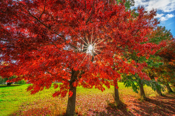 sunburst through colorful trees