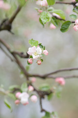 my blooming garden