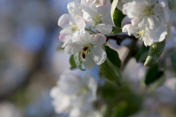 bee on a flower
