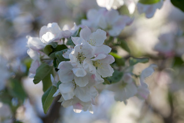 my blooming garden