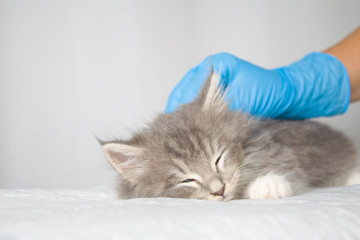 Grey Persian Little fluffy Maine coon kitte at vet clinic and hands in blue gloves . Cat is...