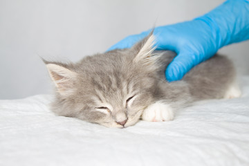 Grey Persian Little fluffy Maine coon kitte at vet clinic and hands in blue gloves . Cat is...