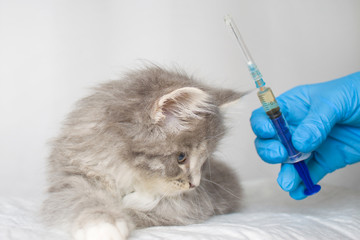 Veterinarian giving injection to Grey Persian Little fluffy Maine coon kitte at vet clinic. Cat looks to the syringe. - Medicine, pet, animals, vaccination and allergy concept. © FOTO_STOCKER