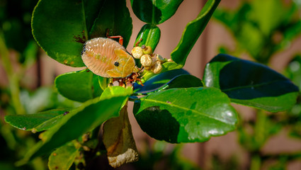Large stink bug, Musgraveia sulciventris, found in Australia, also known as the bronze orange bug,...