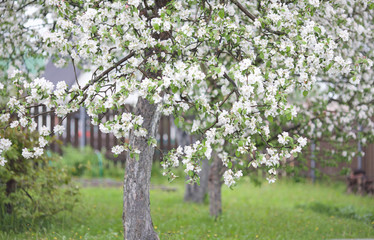 blooming apple tree