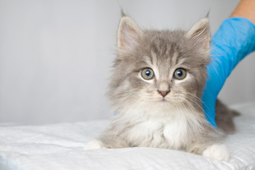 Grey Persian Little fluffy Maine coon kitte at vet clinic and hands in blue gloves . Cat looks to the camera. Space for text - Medicine, pet, animals, vaccination and allergy concept.