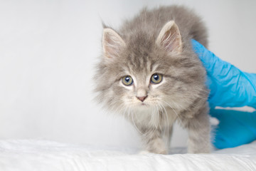 Fototapeta na wymiar Grey Persian Little fluffy Maine coon kitte at vet clinic and hands in blue gloves . Cat looks to the camera. Space for text - Medicine, pet, animals, vaccination and allergy concept.
