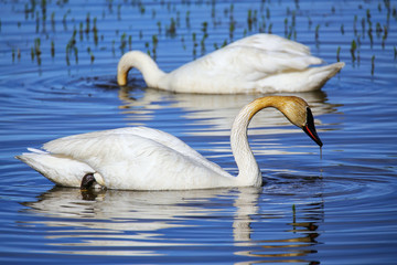 Trumpeter swans in Yellowstone National Park, Wyoming