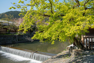 Fototapeta premium 京都 嵐山の春