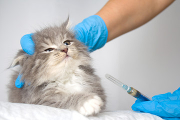 Veterinarian giving injection to Grey Persian Little fluffy Maine coon kitte at vet clinic. Cat...