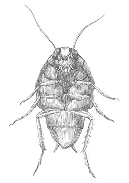 cockroach, Chukovsky, cockroach, frighten, harmless, evil, good, science, biology, book, children, poems, to be afraid, fear, nightmare, nasty, little, big, kind, ugly, feet, mustache, realism, pen, l