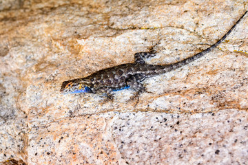 Blue bellied lizard (Sceloporus occidentalis) resting on a granite rock, Yosemite National Park, California